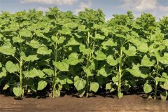 向日葵開(kāi)花期怎么施肥、怎么管理？