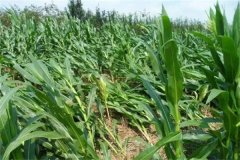 春玉米倒伏怎么辦？