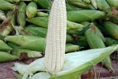 如何選擇糯玉米品種，糯玉米有哪些優(yōu)良品種？