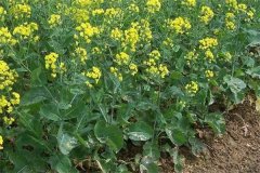 什么是“雙低”油菜，是指什么雙低？