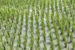 早稻主要有哪些品種，水稻自留種的注意事項