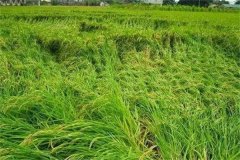 水稻倒伏是什么原因，如何處理水稻倒伏？