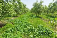 綠肥作物有哪些，春季種植什么綠肥品種較好？