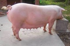 母豬不發(fā)情怎么辦，如何促使母豬發(fā)情？