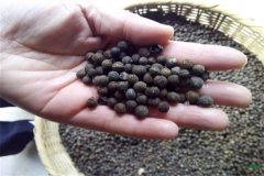 香樟樹種子可以育苗嗎？香樟苗怎么栽植養(yǎng)護？