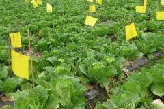 什么是病蟲害的農(nóng)業(yè)防治，主要措施有哪些？