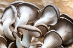 如何在高溫下種好平菇，平菇溫型與溫差的關(guān)系