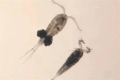 魚池中的錨頭蚤怎么徹底消滅，用什么藥有效？