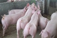 什么是商品豬？什么是肉脂型、瘦肉型豬？