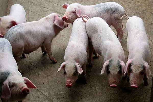 肉脂型、瘦肉型豬