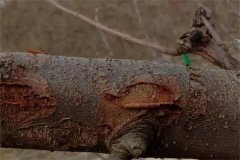 蘋(píng)果樹(shù)干腐病的癥狀有哪些，如何防治？