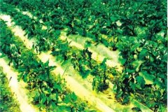 什么是蔬菜病蟲害綠色防控，主要內(nèi)容是什么？