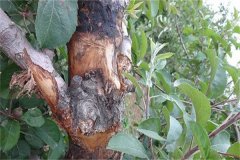 蘋果樹腐爛病的癥狀表現(xiàn)有哪些，如何防治？