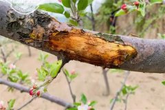 蘋果樹為什么會發(fā)生腐爛??？