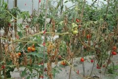 番茄枯萎病的癥狀及防治方法，用什么藥防治？