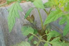 番茄早疫病和晚疫病的癥狀有什么區(qū)別？