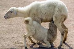 如何提高羔羊成活率？