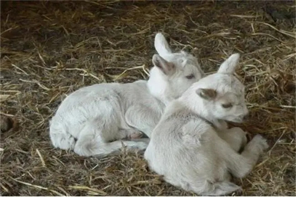 補(bǔ)料保成活、促生長(zhǎng)