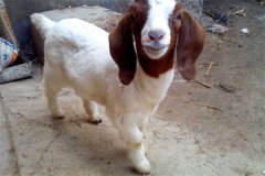 波爾山羊一年可以產(chǎn)幾頭小羊,其生長(zhǎng)速度如何