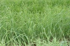 養(yǎng)羊常用哪些牧草，羊的飼養(yǎng)要注意哪方面？