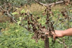 什么是蘋果樹干枯病，與枝枯病有何區(qū)別？