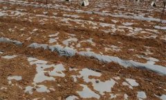 燈盞花的栽植技術(shù)和病蟲害防治方法