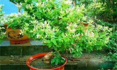 金銀花的修剪方法，如何修枝整形？
