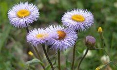 燈盞花的功效與作用，使用燈盞花的注意事項(xiàng)