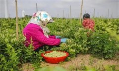 金銀花的采收時(shí)間、采摘方法及分級標(biāo)準(zhǔn)