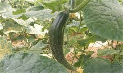 種植黃瓜為什么會(huì)出現(xiàn)畸形瓜？