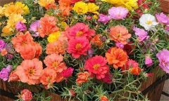 讓夏季花卉開得更好的方法，夏季養(yǎng)花注意事項