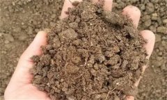 雙孢蘑菇如何覆土，覆土20天后還不出菇怎么辦？