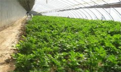 為什么秋季大棚蔬菜沖施雞糞要謹(jǐn)慎？