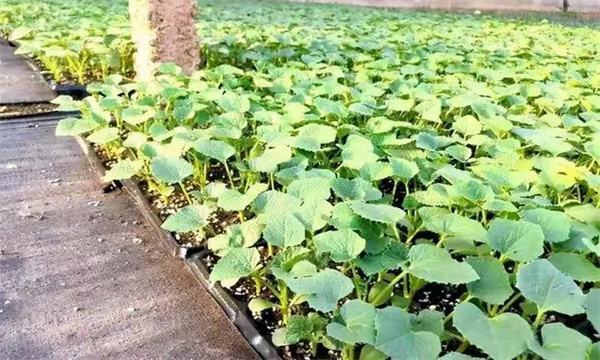 甜瓜苗出現(xiàn)枯芽、黃芽是什么原因