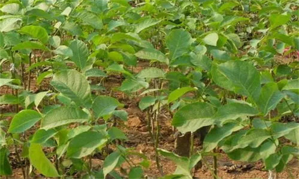 核桃嫁接苗木出圃應注意什么