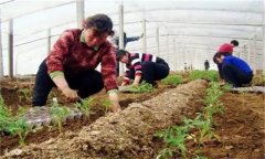 秋茬番茄在定植時應(yīng)該注意什么問題？