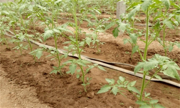 定植后防高溫、防病蟲、防雨水灌棚