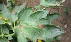 如何防治番茄早疫病，其發(fā)生條件有哪些？