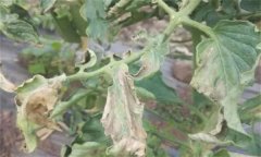 如何防治番茄晚疫病，其發(fā)病條件有哪些？