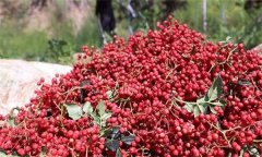 花椒的分級標準、包裝要求與貯藏方法