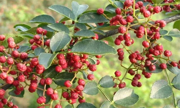 花椒樹的肥水管理