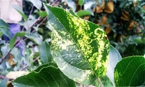 蘋果花腐病的癥狀特征