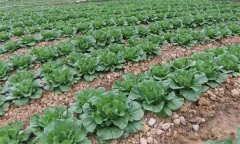 氮磷鉀等營養(yǎng)元素對大白菜增產(chǎn)有哪些作用？