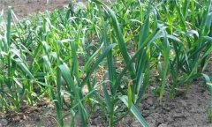 大蒜栽培密度如何掌握，有哪些要求？