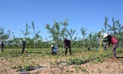 果園基礎(chǔ)設(shè)施建設(shè)包括哪些內(nèi)容？