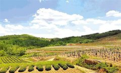 如何選擇果園的園址，如何園規(guī)劃果？