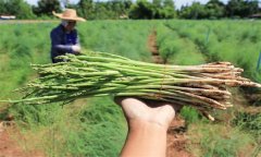 蘆筍苗多大適宜移栽定植，栽植密度多少合適？