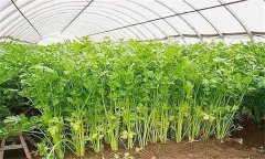 怎樣才能種好冬芹菜？