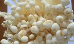 如何防治金針菇黑斑病，其發(fā)病條件是什么？