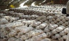 如何防治香菇菌筒轉(zhuǎn)色不良？